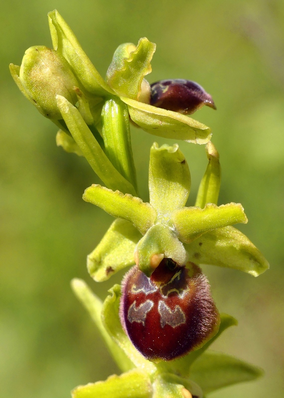 Il lago di Campotosto, orchidee, maltempo eschiarite! maggio/giugno 2023.